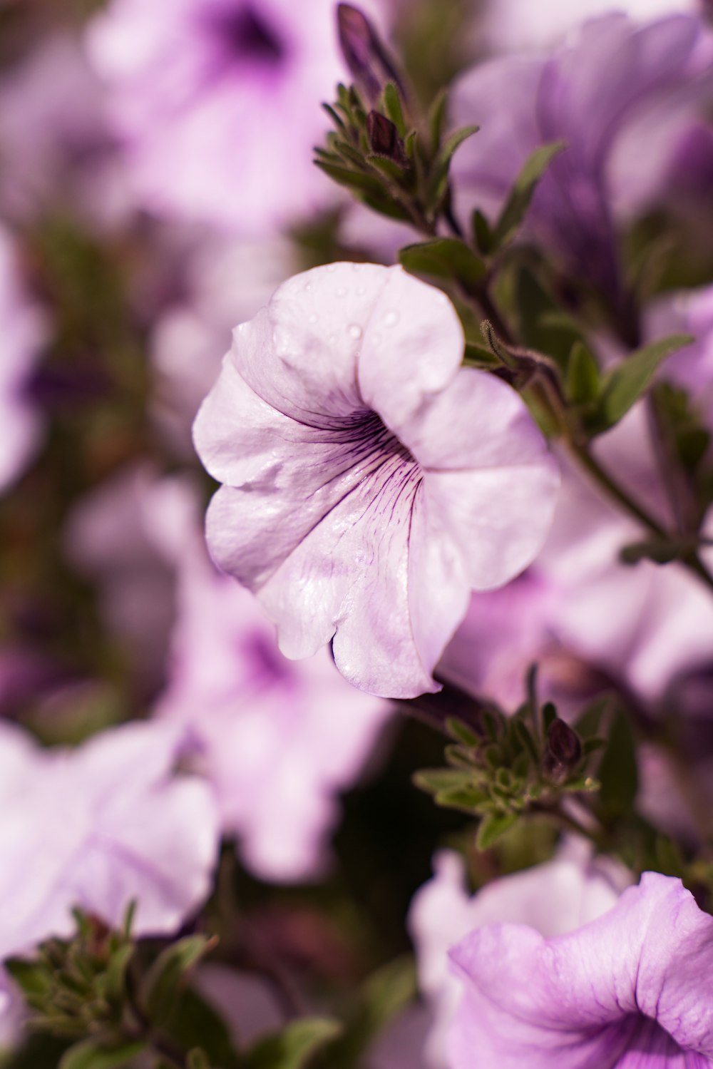 a close up of a bunch of purple flowers