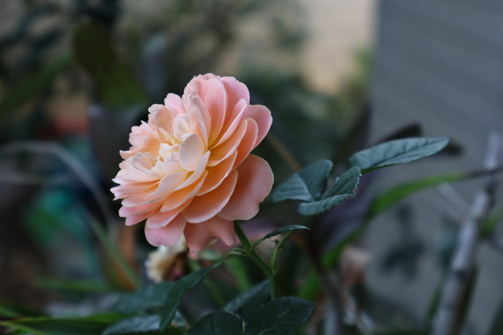 a close up of a pink flower with green leaves