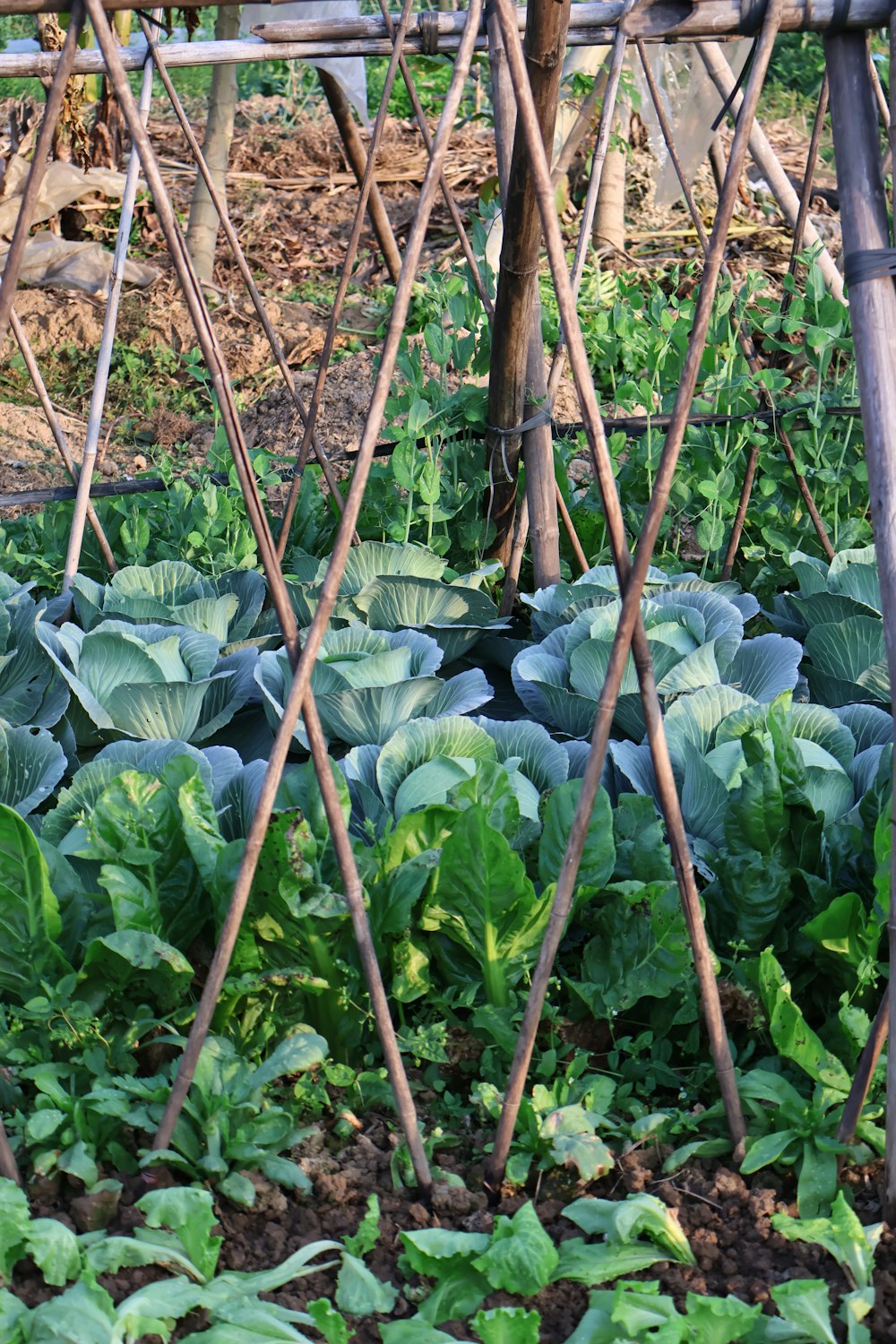 a garden filled with lots of green plants