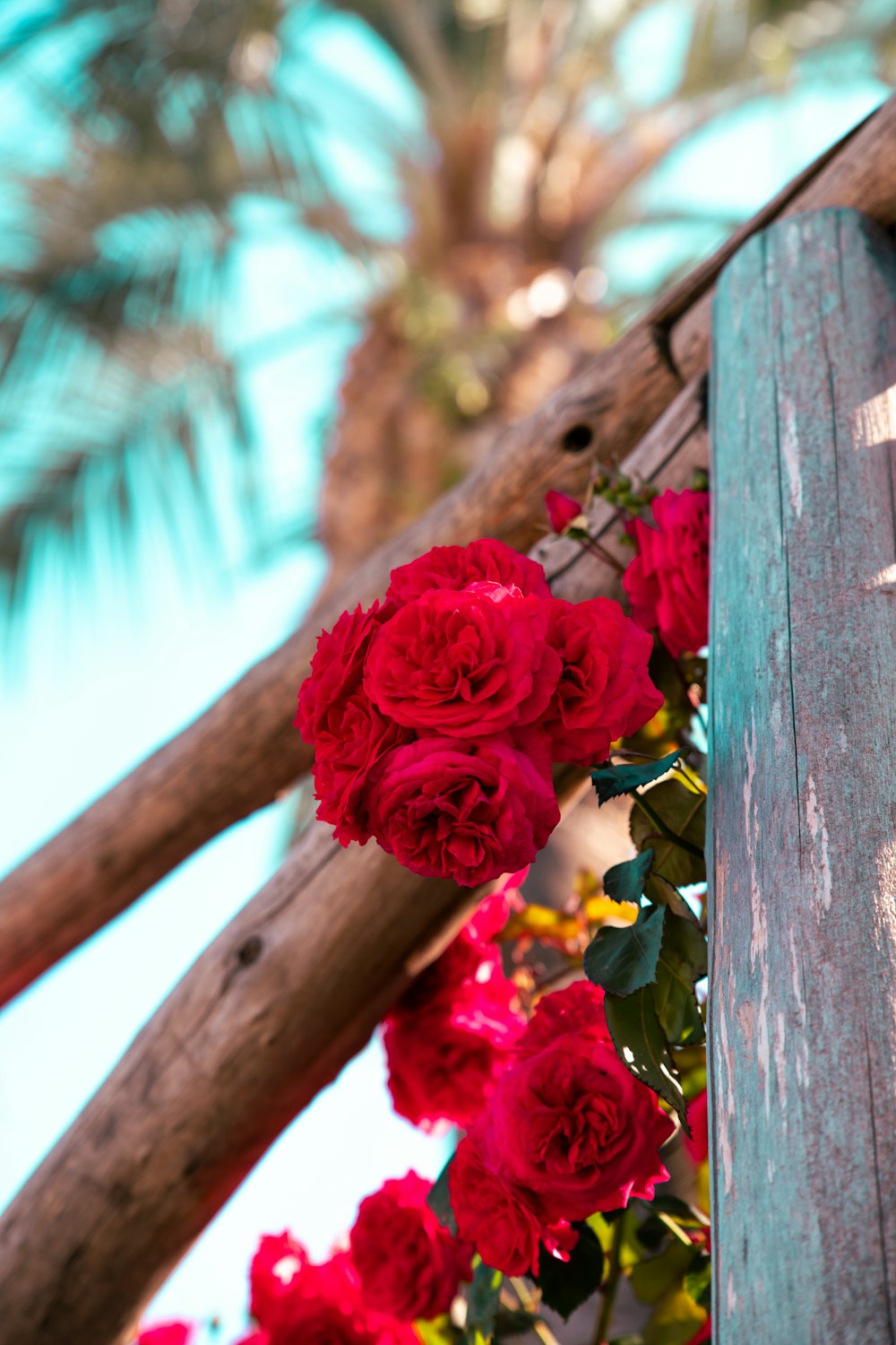 a bunch of red flowers on a wooden fence