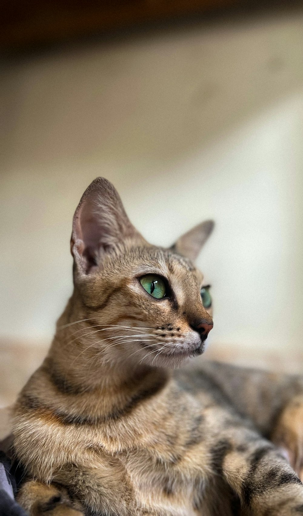 a cat with green eyes laying on the floor