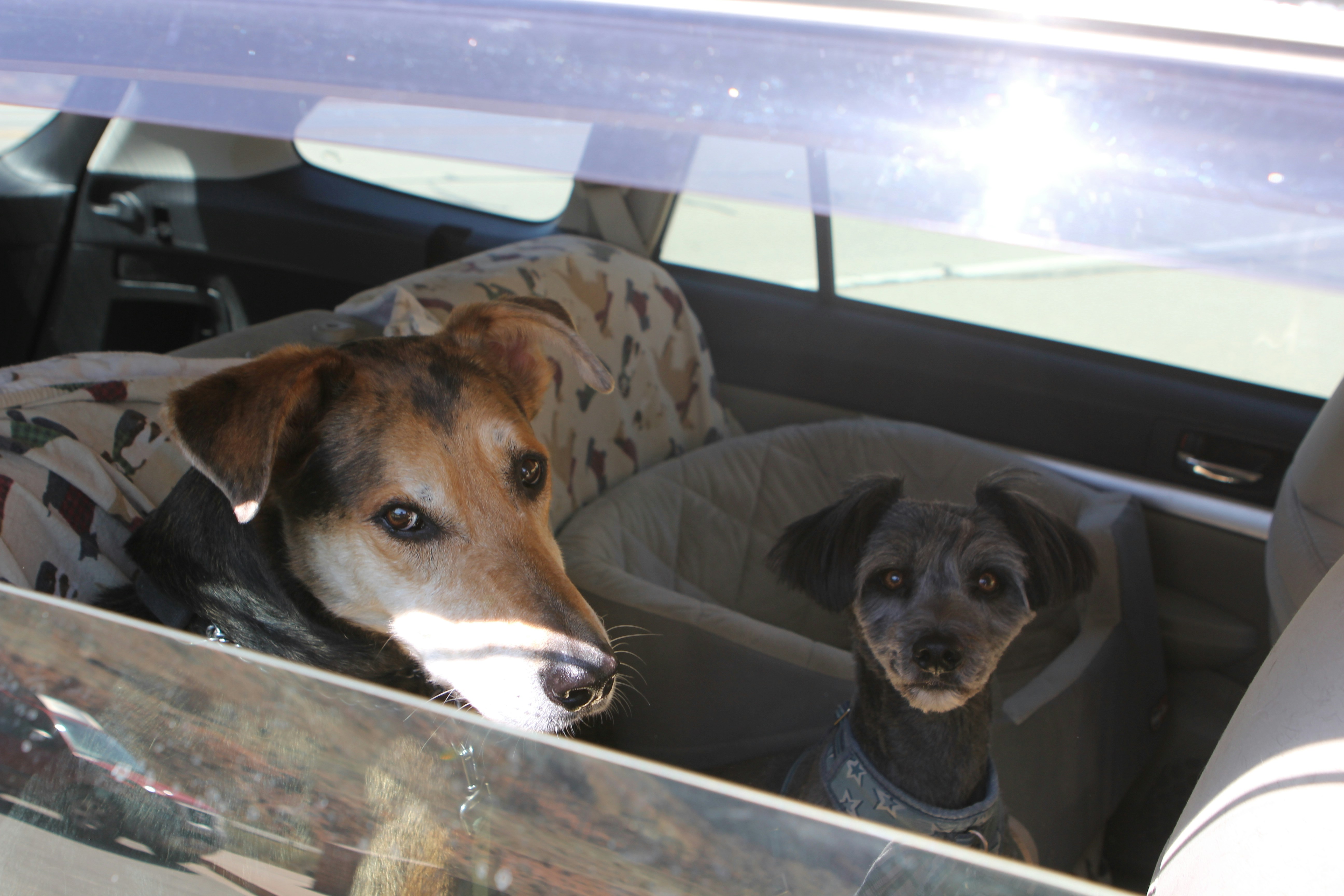 Hond kijkend vanuit auto raam tijdens vakantiereis
