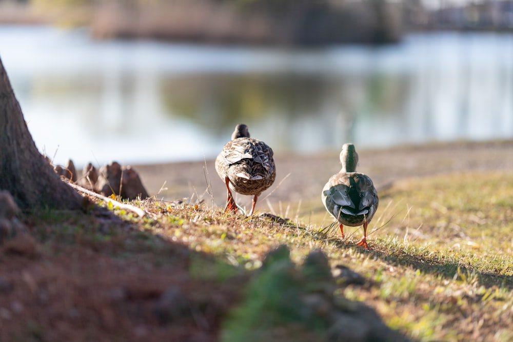 Un par de patos parados junto a un árbol