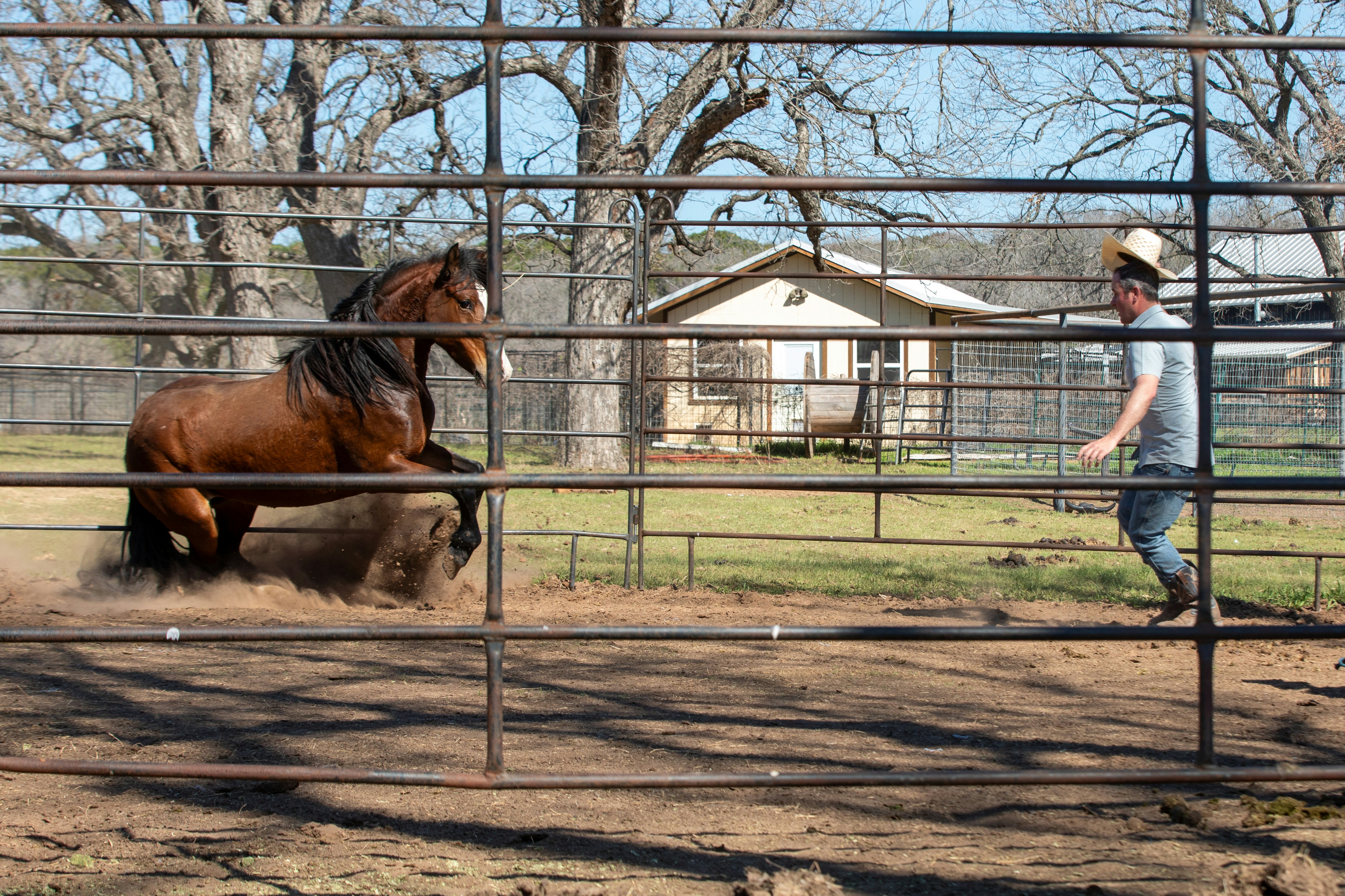 Person doing groundwork exercises with horse in round pen