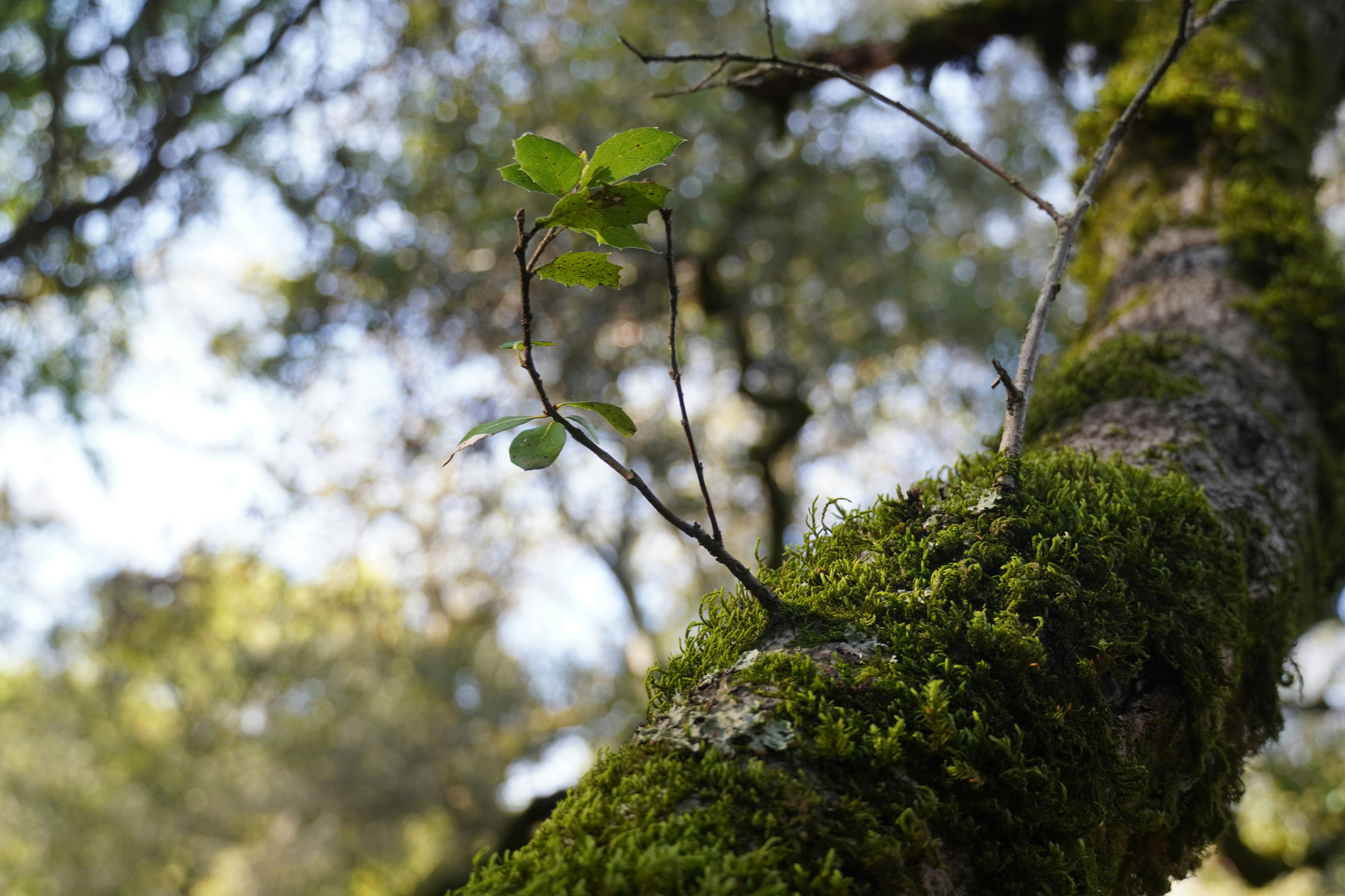 Photo by chapelbeach