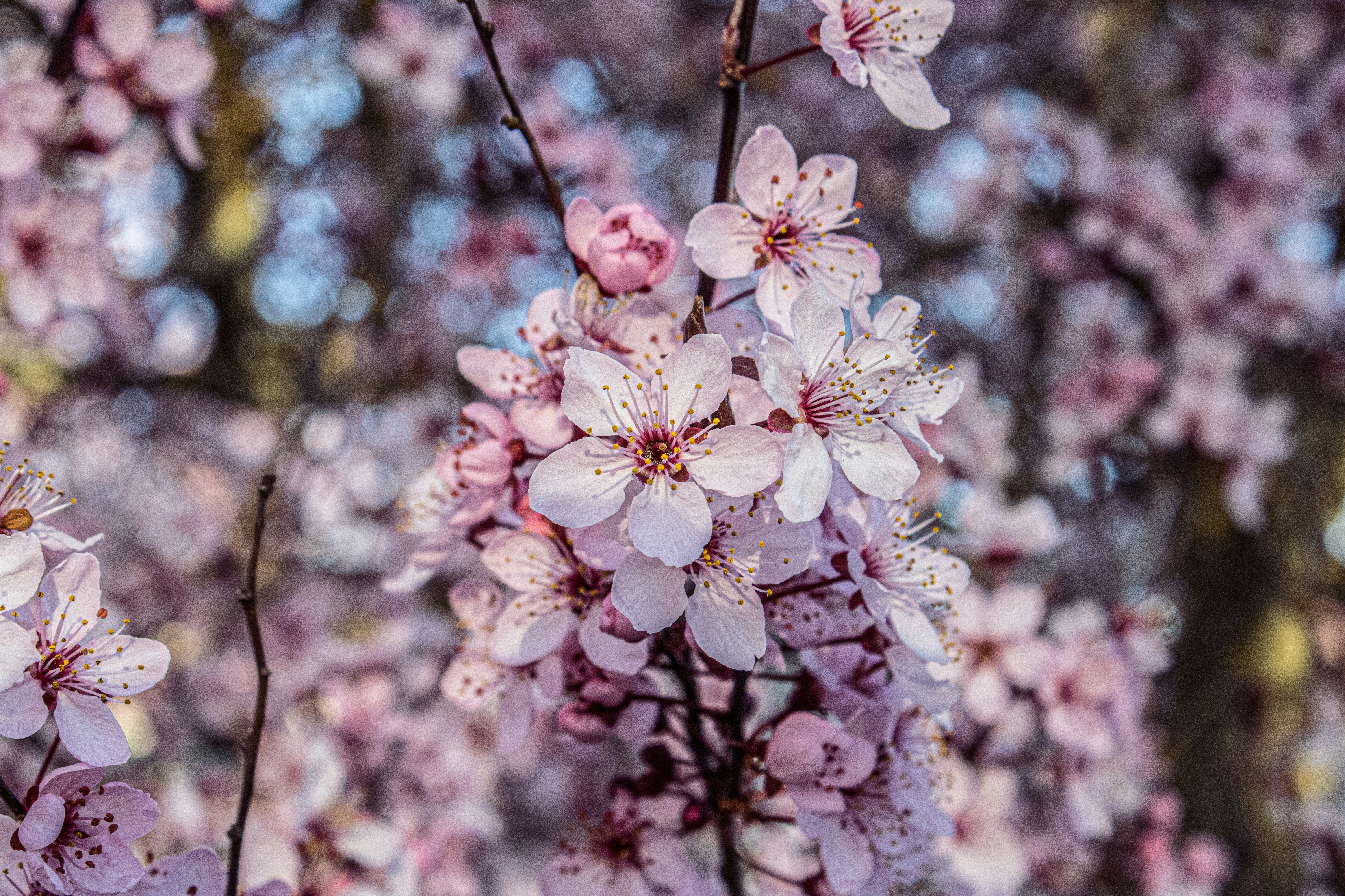 Photo by prphotography262