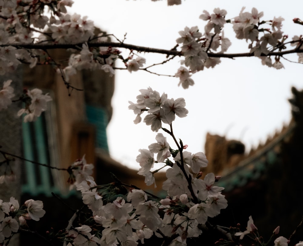 a tree with white flowers in front of a building