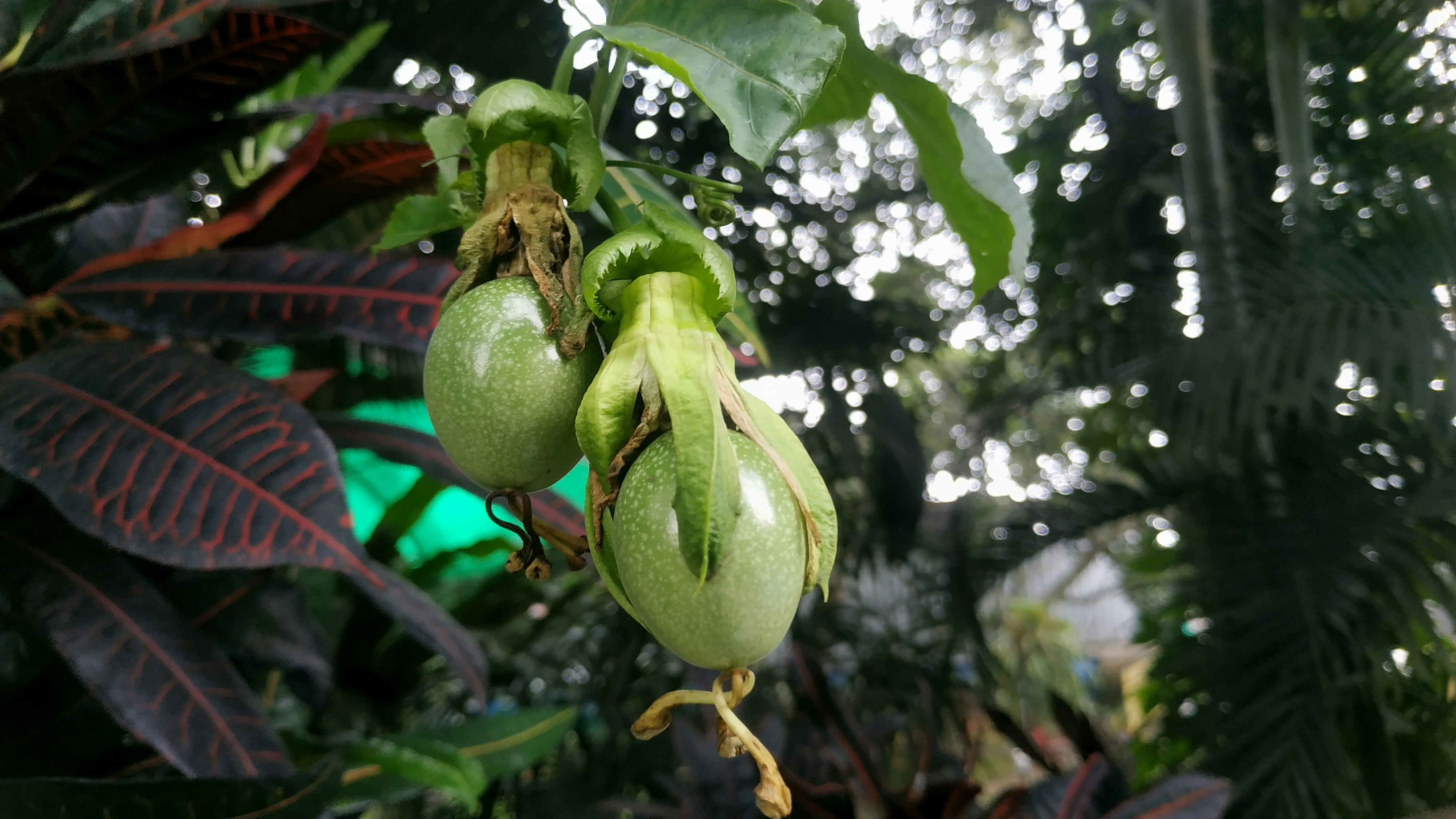 a bunch of green fruit hanging from a tree