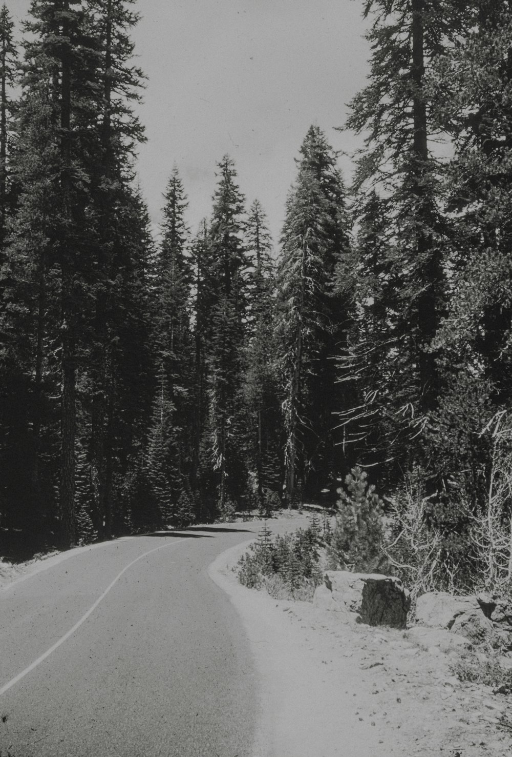 a black and white photo of a road surrounded by trees