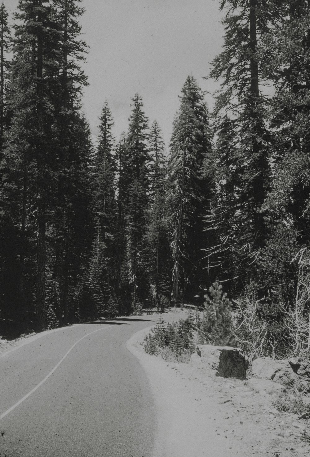 Una foto en blanco y negro de una carretera rodeada de árboles