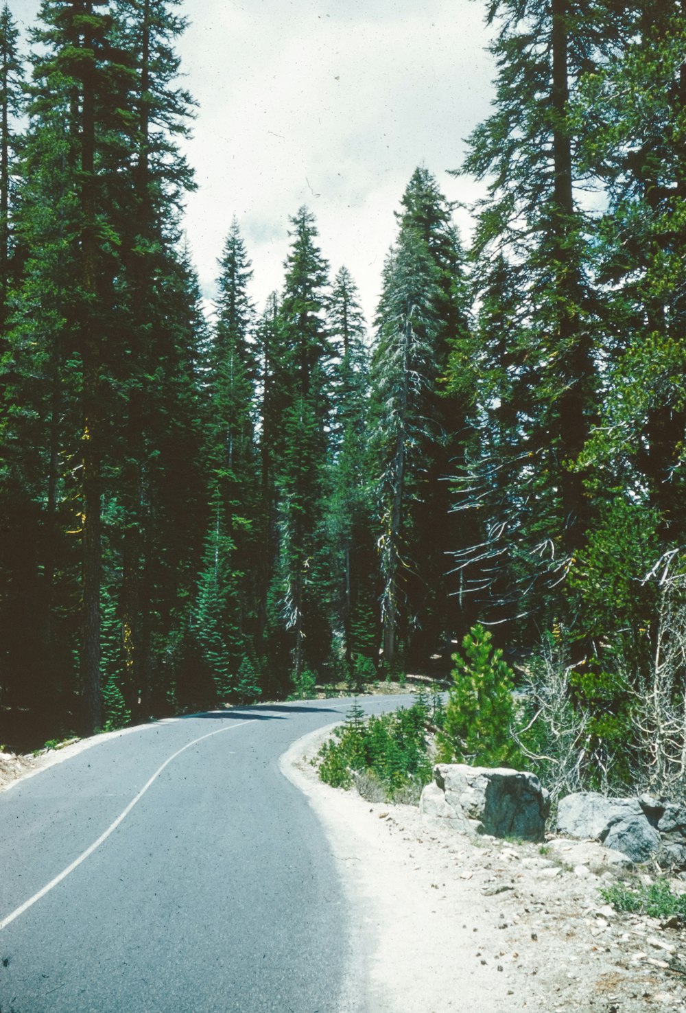 Un camino curvo en medio de un bosque