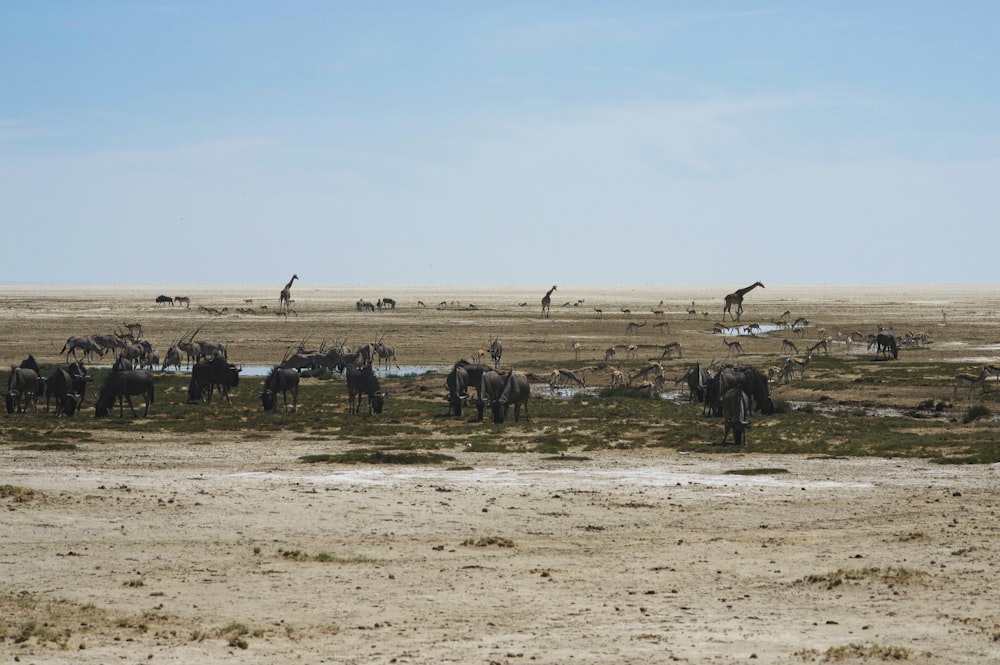 a herd of wild animals standing on top of a dry grass field