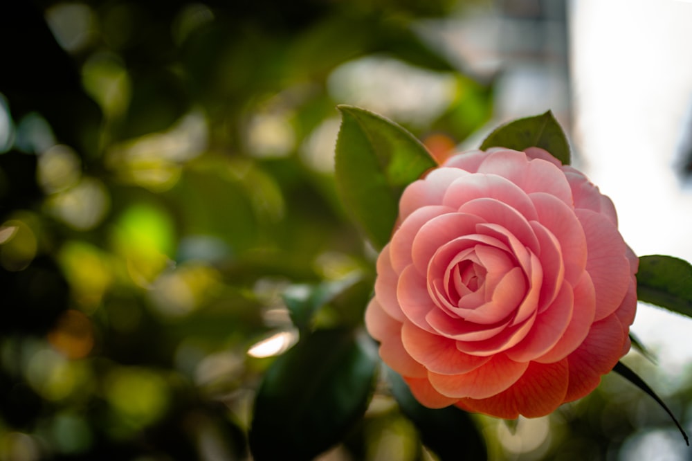 a pink flower with green leaves on a tree