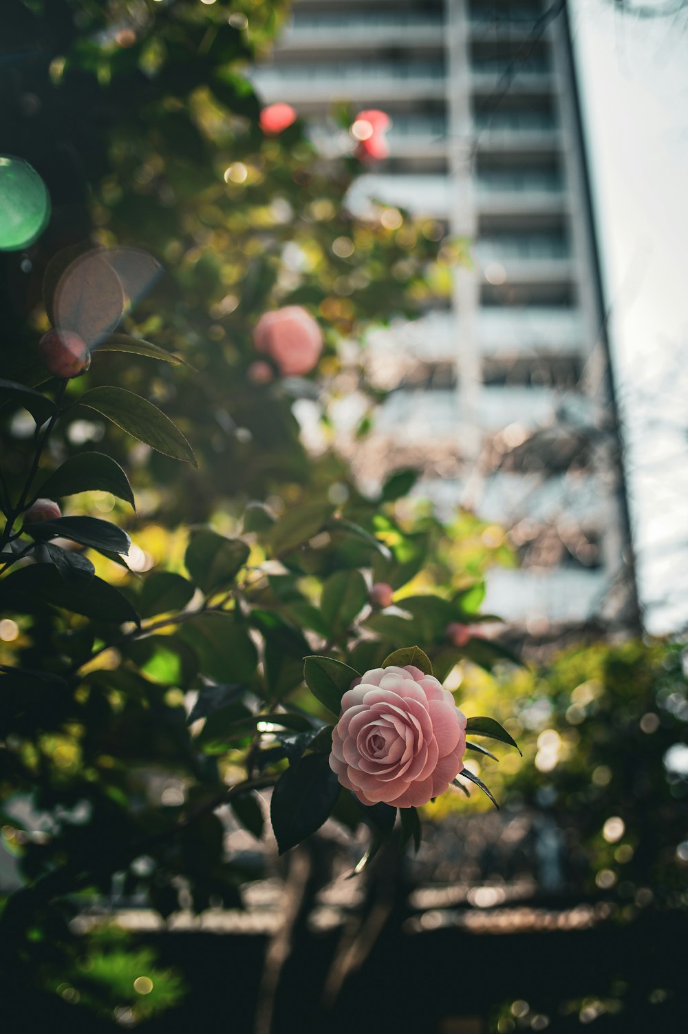 a pink rose is blooming in a garden