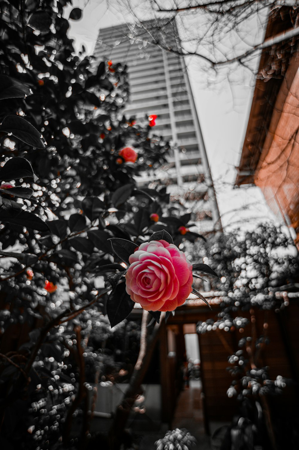 Eine rosa Rose sitzt auf einem Baum neben einem hohen Gebäude