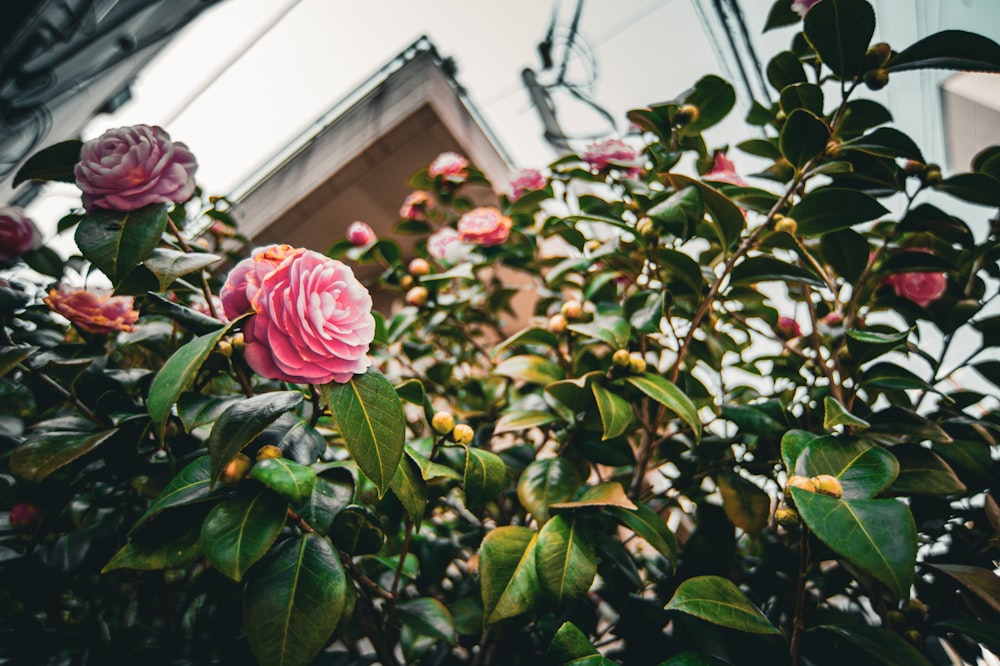 um arbusto com flores cor-de-rosa e folhas verdes