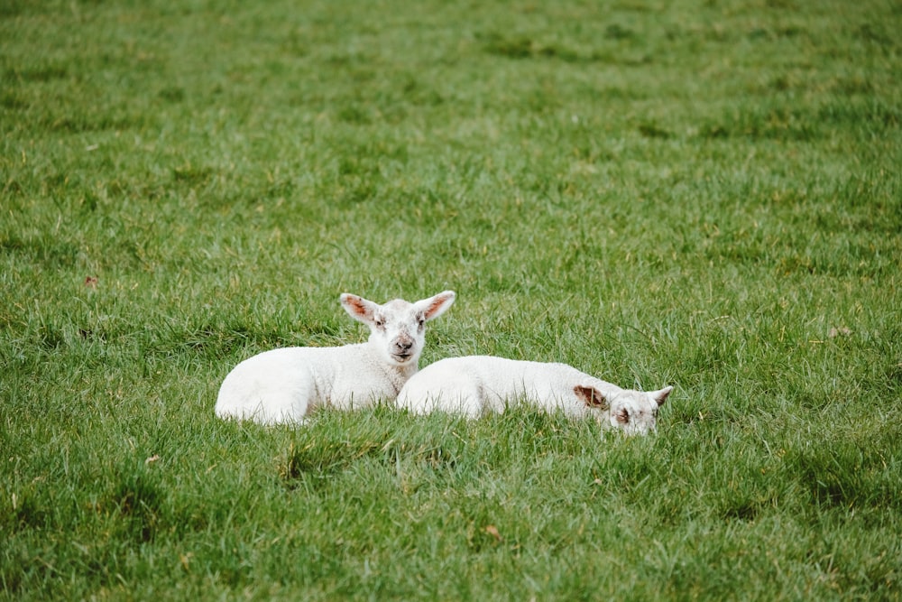 Zwei Lämmer liegen auf einer Wiese