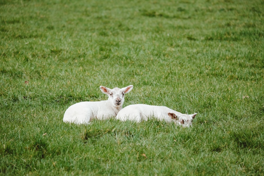 two lambs are laying in a grassy field