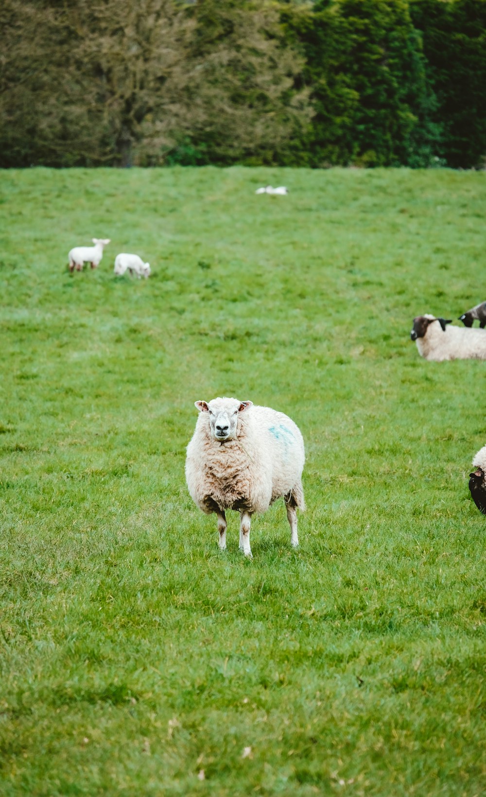 un rebaño de ovejas de pie en la cima de un exuberante campo verde