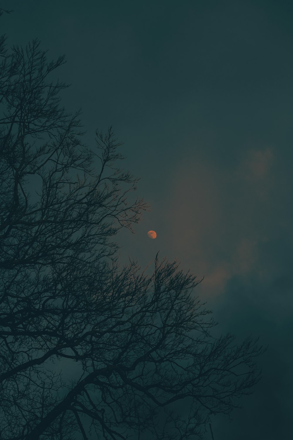 une pleine lune vue à travers les branches d’un arbre