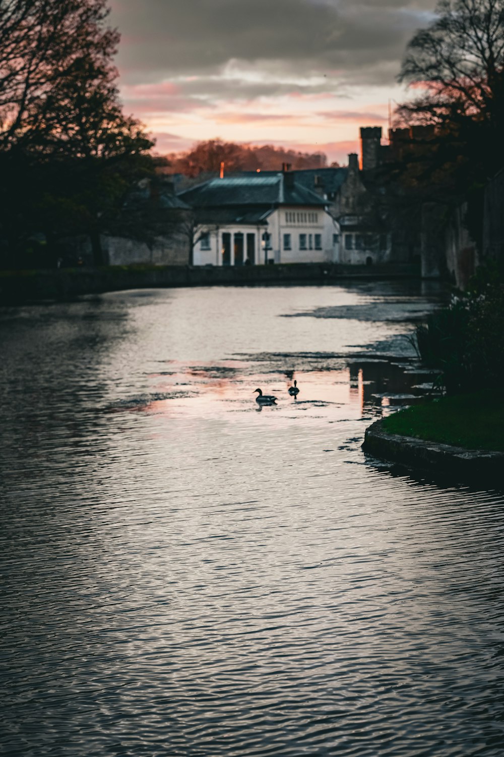 un couple de canards flottant au-dessus d’une rivière