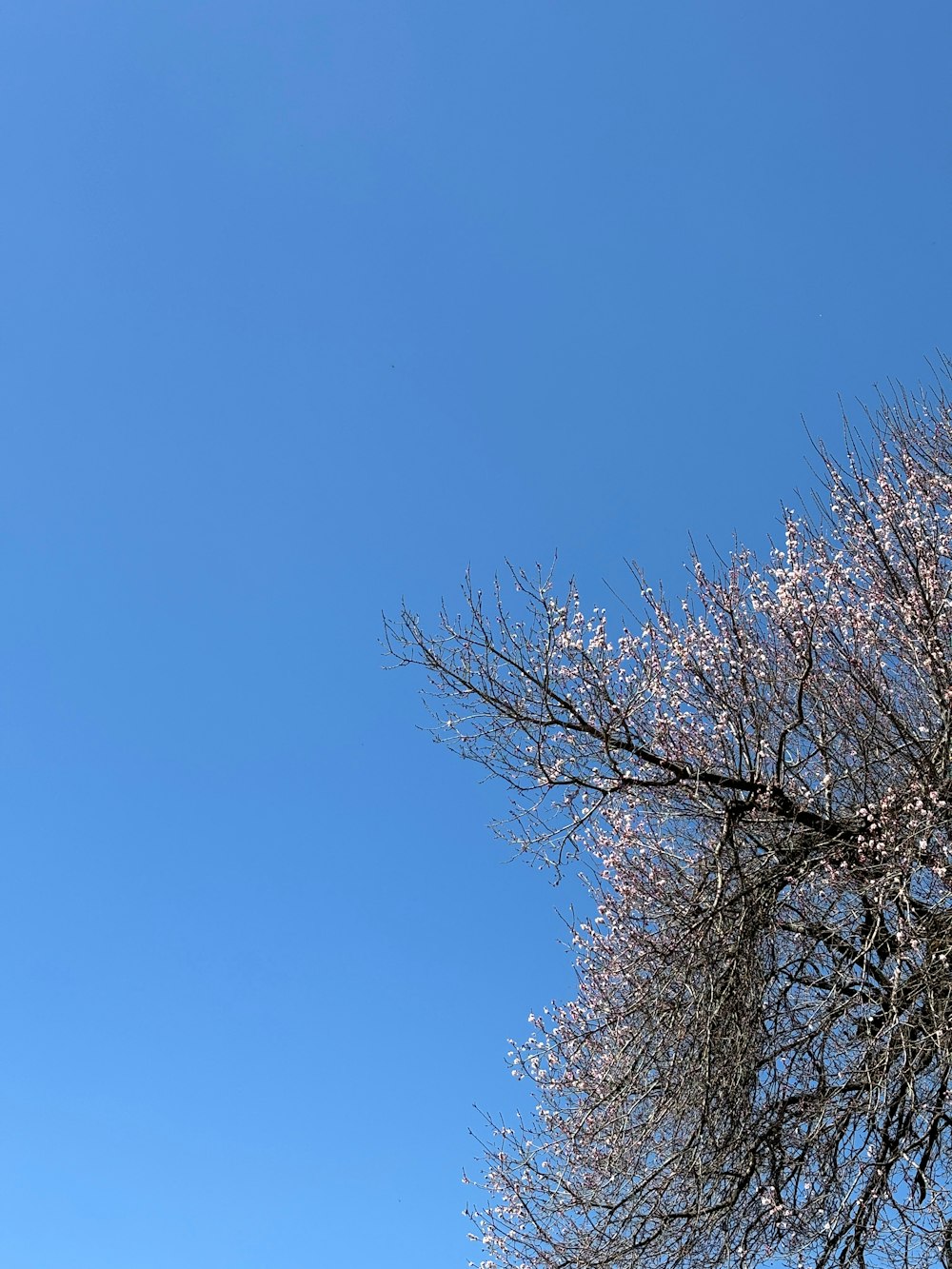 a tree with no leaves and a blue sky in the background