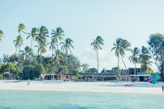 a beach with palm trees and people on it