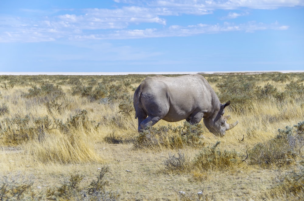 a rhino grazing in a dry grass field