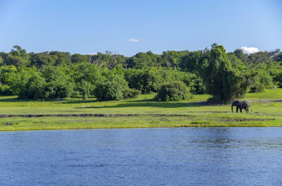 an elephant standing in a field next to a body of water