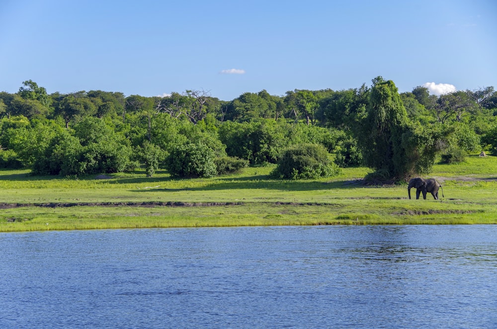 an elephant standing in a field next to a body of water