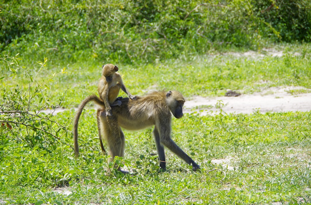 a monkey on the back of another monkey in a field