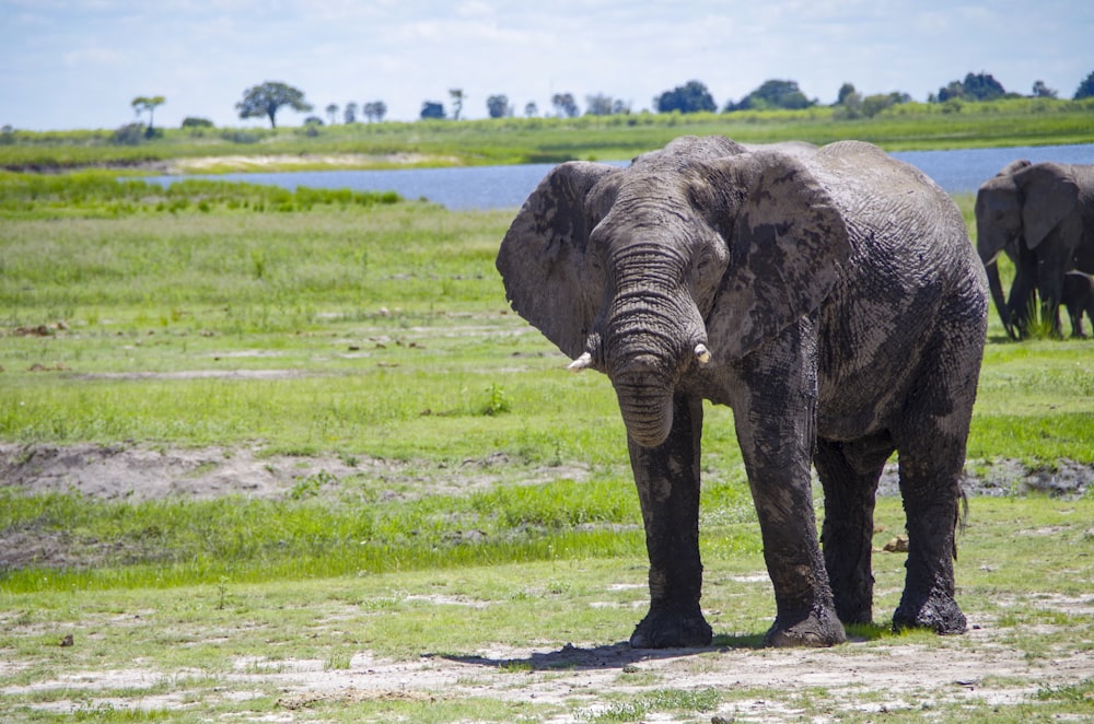 Eine Elefantenherde, die auf einem saftig grünen Feld steht