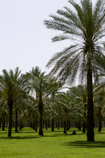 a row of palm trees in a green field
