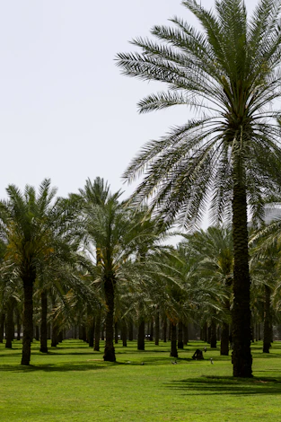 a row of palm trees in a green field