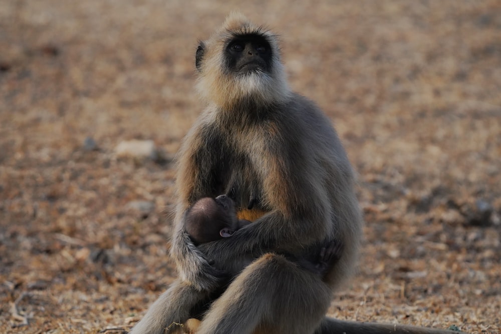 a monkey sitting on the ground with its baby