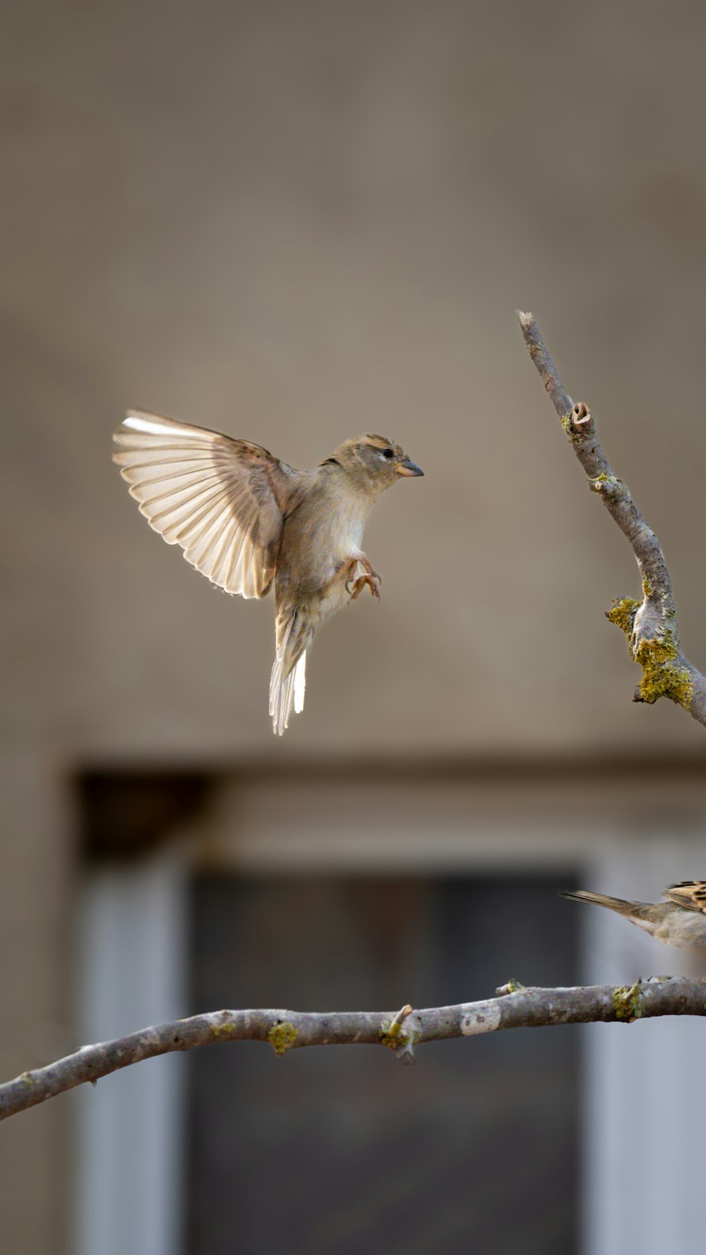 a small bird flying next to a tree branch