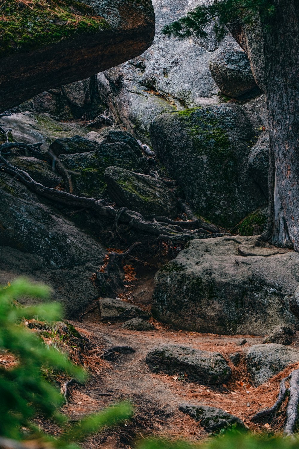 a bear that is standing on some rocks