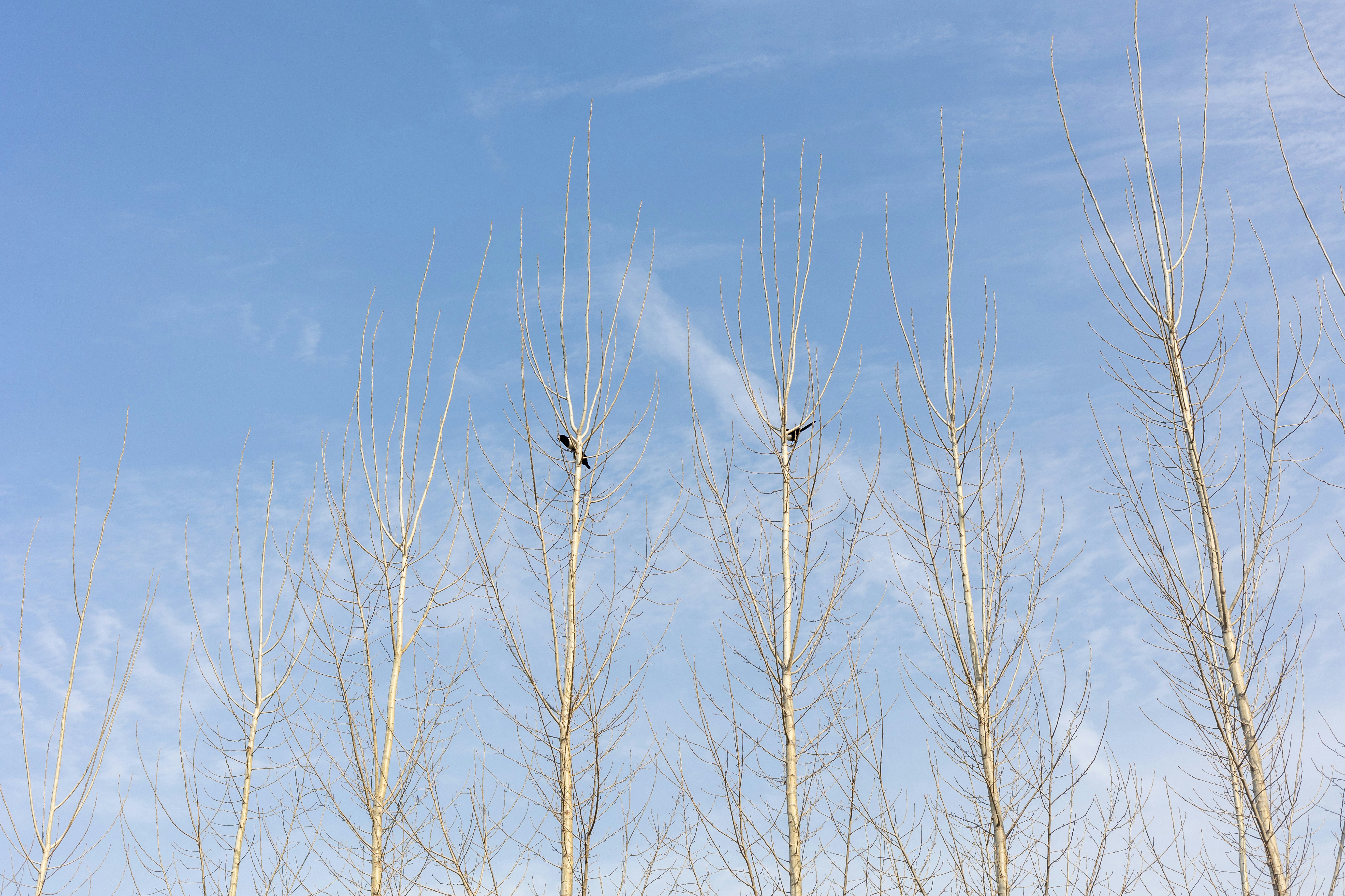 a couple of birds sitting on top of a tree