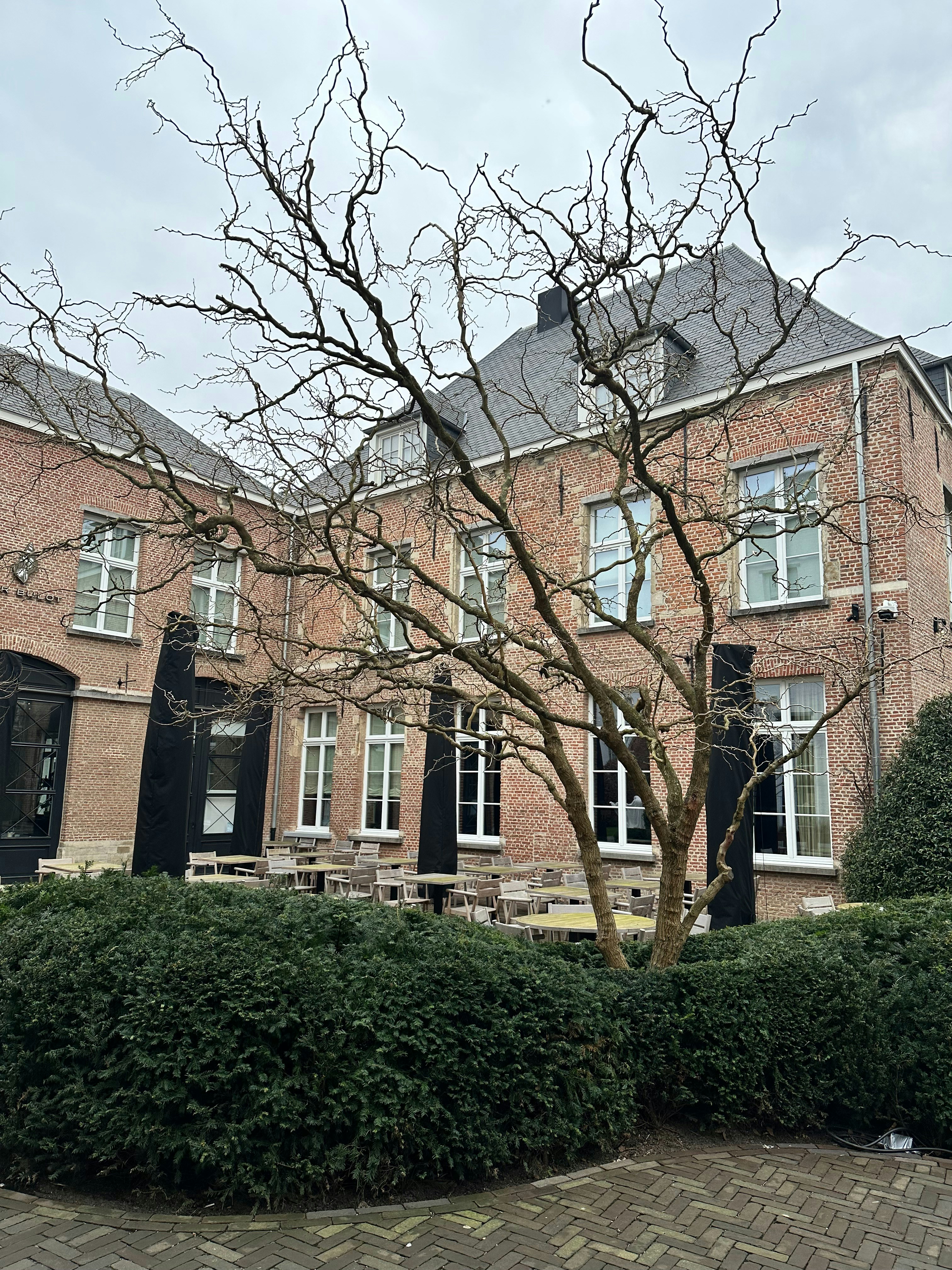 A dead tree in front of a house