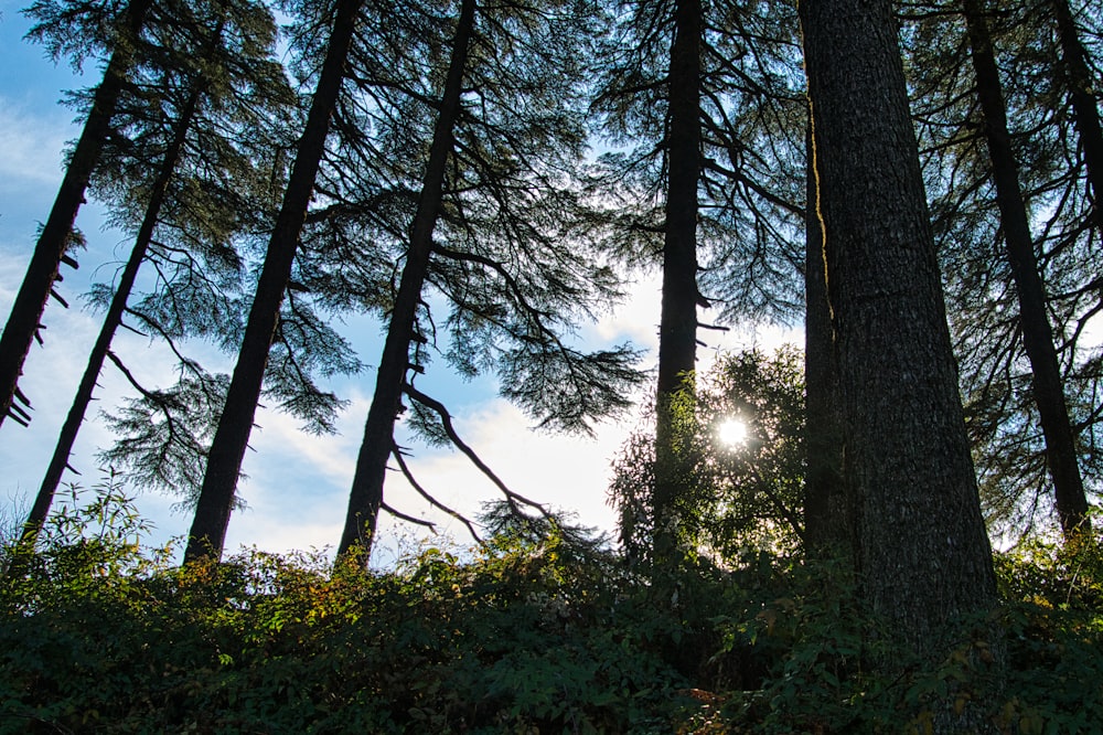 the sun shines through the trees in the forest