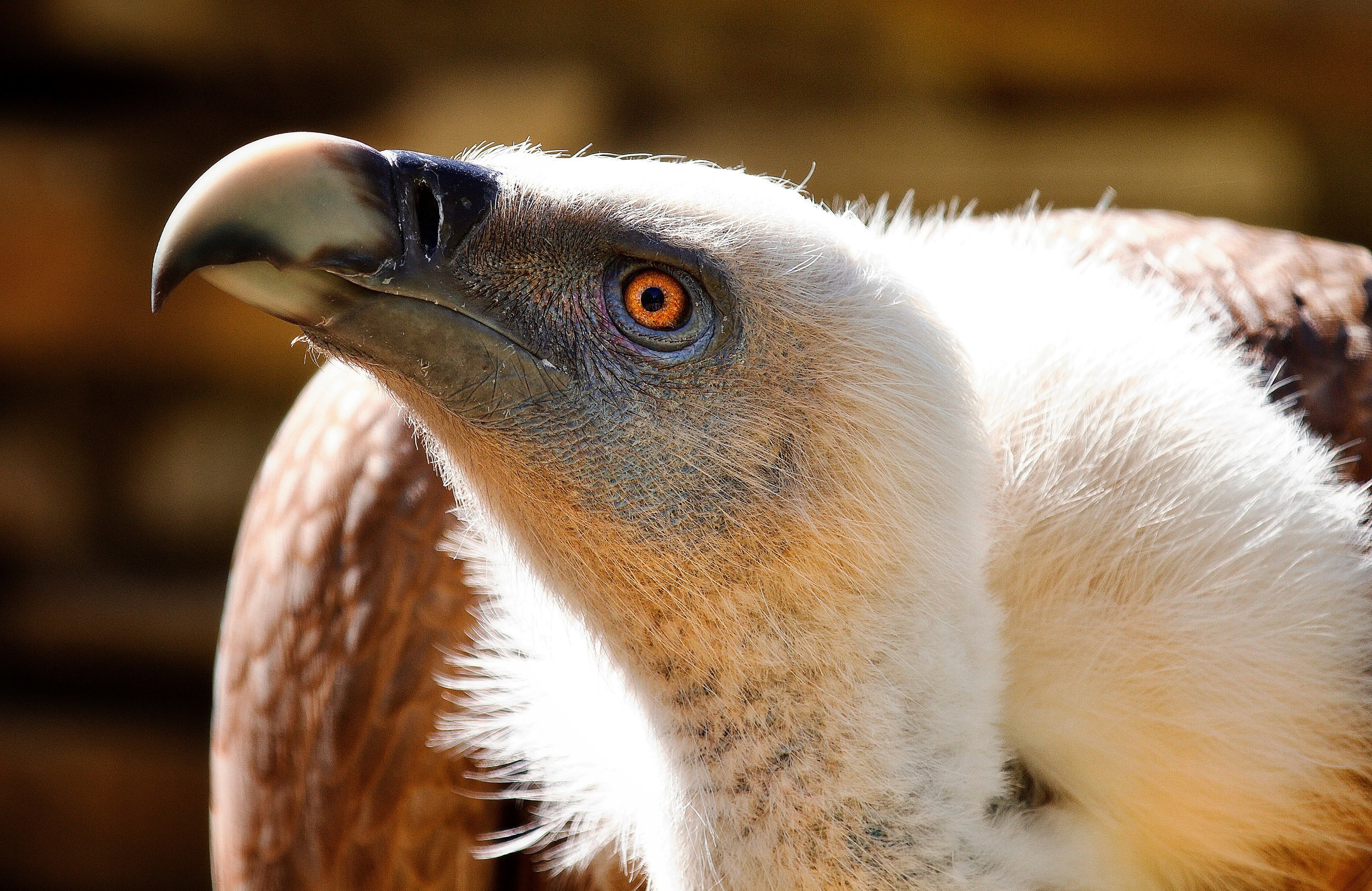 a close up of a bird of prey