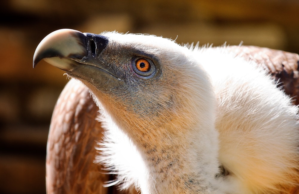 a close up of a bird of prey