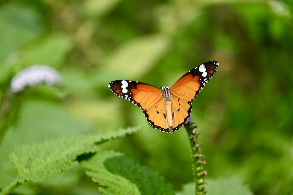 a close up of a butterfly on a plant