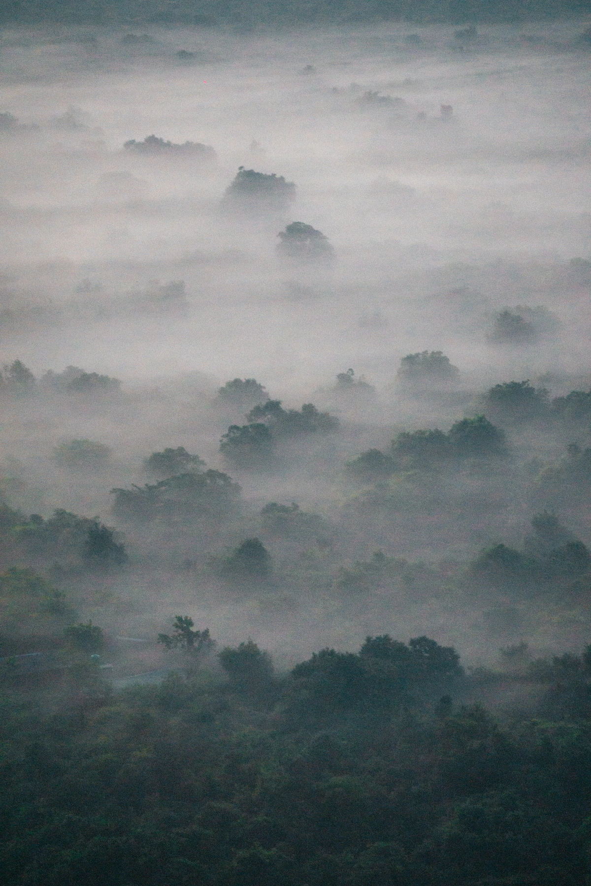 Sigiriya forest and rock landscape