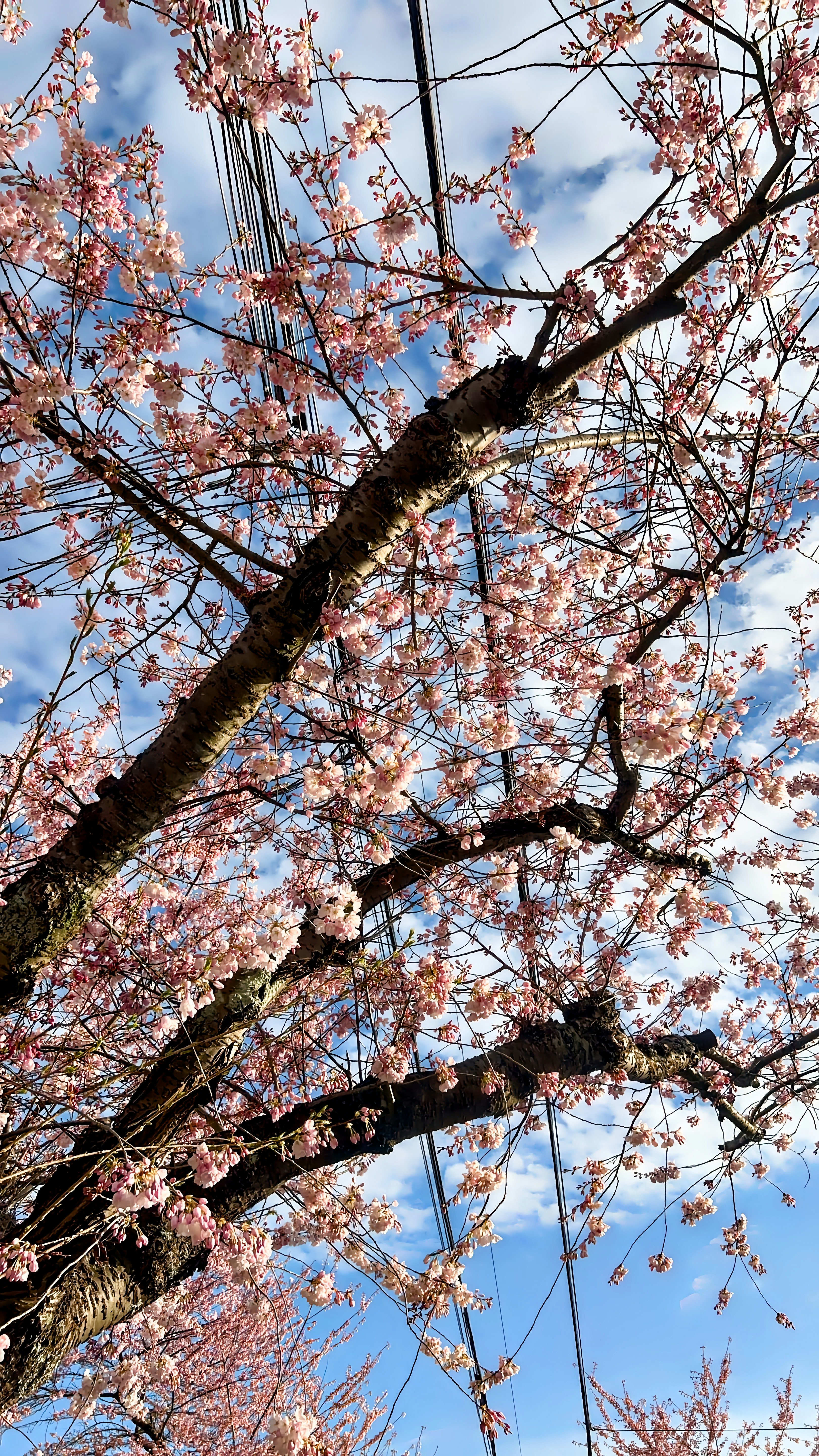 Photo by zhangdingji