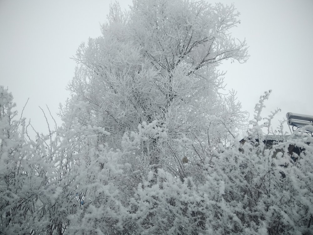 ein schneebedeckter Baum mit einer Bank im Hintergrund