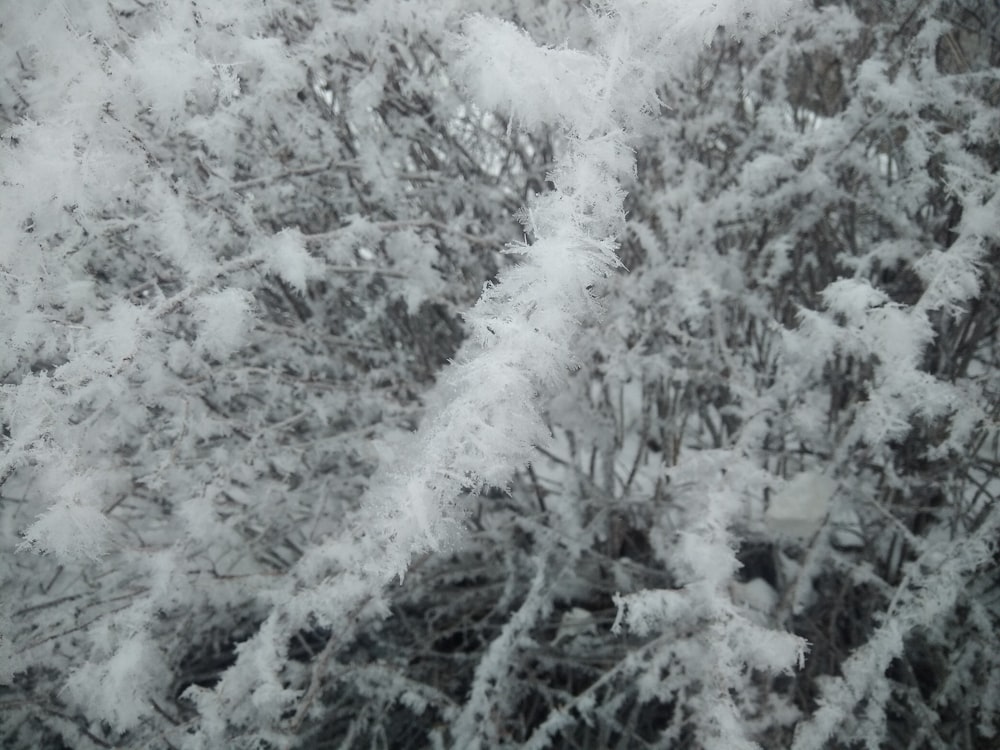 ein schneebedeckter Busch neben einem Wald