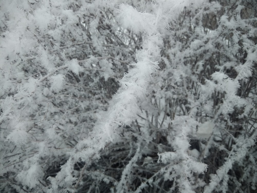 a bush covered in snow next to a forest
