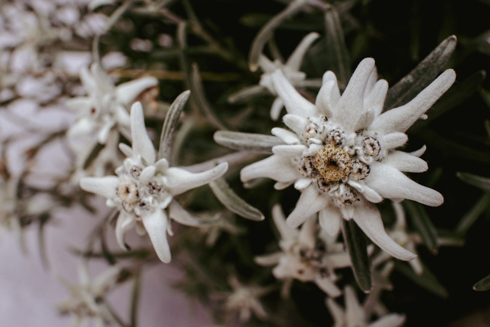 um close up de uma planta com flores brancas