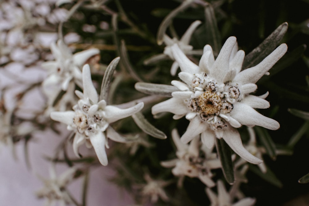 a close up of a plant with white flowers